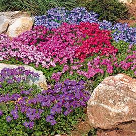 Aubrieta Seeds - Spring Charm Mixed