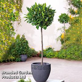 Laurus nobilis (Standard)