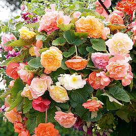 Begonia Parisienne Trailing