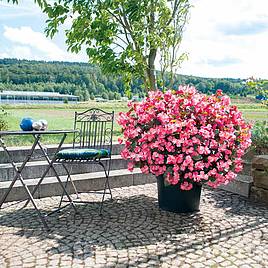 Begonia BIG DeluXXe Rose F1