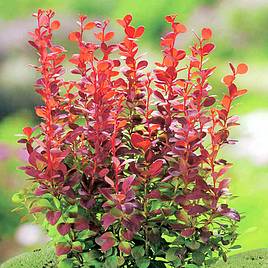 Berberis thunbergii f. atropurpurea Orange Rocket