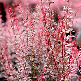 Berberis thunbergii f. atropurpurea Rosy Rocket