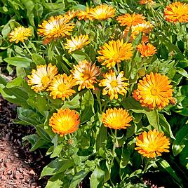 Calendula - Oopsy Daisy