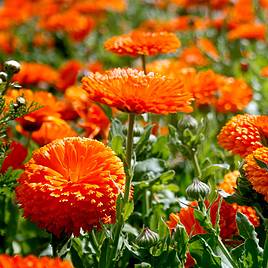 Calendula - Orange King