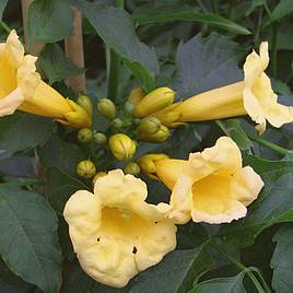 Campsis radicans f. flava