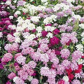 Candytuft Seeds - Candycane Mixed