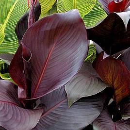 Canna Tropicanna Black