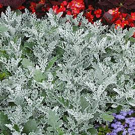 Senecio cineraria Silver Dust