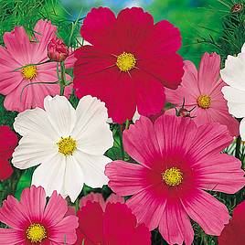 Cosmos Seeds -  Sensation Mixed