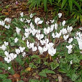 Cyclamen hederifolium Alba
