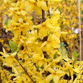 Forsythia x intermedia Goldrausch