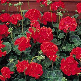 Geranium Seeds - Vista Series Red F2