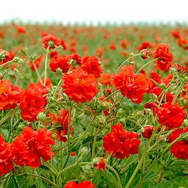 Geum - Red Dragon