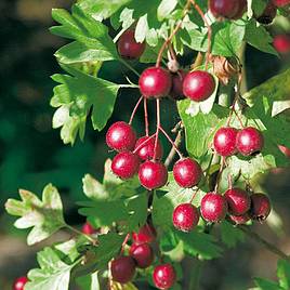 Hawthorn (Hedging)