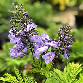 Jacaranda Bonsai Blue