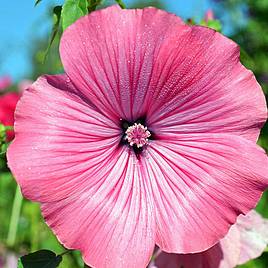 Lavatera trimestris (Organic) Seeds