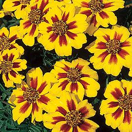 Marigold (Dwarf French) Seeds - Naughty Marietta