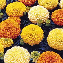 Marigold (African) Seeds - Marvel Mixed F1 -