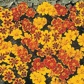 Marigold (Dwarf French) Seeds - Disco