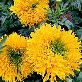 African Marigold  Seeds - Mission Giant
