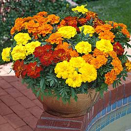 Image of Marigolds summer plug plants