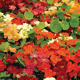 Nasturtium Seeds - Paintbox Mixed