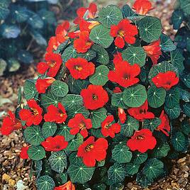 Nasturtium Seeds - Princess Of India