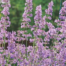 Nepeta Six Hills Giant