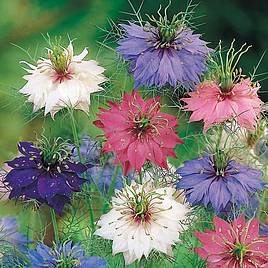 Nigella Seeds - Persian Jewels