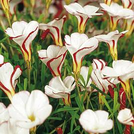 Oxalis versicolor