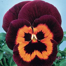 Pansy Seeds - Poker Face F2