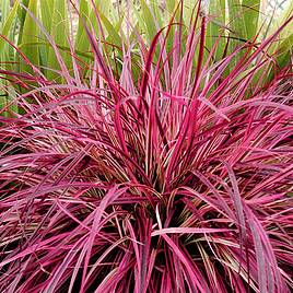 Pennisetum x advena Fireworks