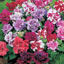 Petunia Seeds - Duo Mixed F1