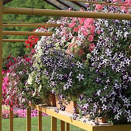 Petunia Seeds - Dobies Superb Trailing Mixed