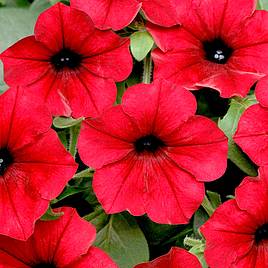 Petunia Seeds - F1 Tidal Wave Red Velour -