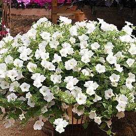 Petunia Trailing Surfinia White