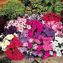 Petunia Seeds - Carpet Mixed F1