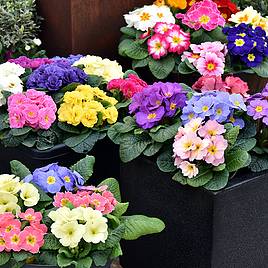 Primula Plants - Lucky Dip