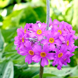 Primula beesiana