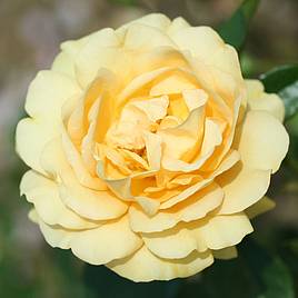 Rose Absolutely Fabulous (Floribunda Rose)
