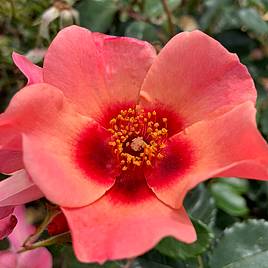 Rose For Your Eyes Only (Floribunda Rose)