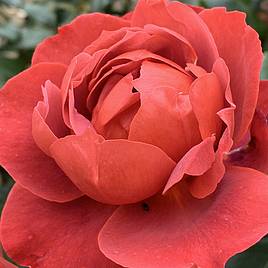 Rose Hot Chocolate (Floribunda Rose)