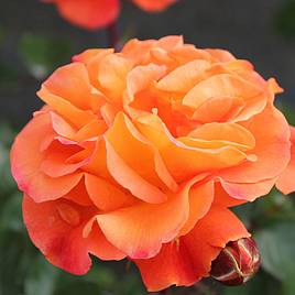 Rose Precious Amber (Floribunda Rose)