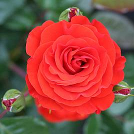 Rose Precious Love (Floribunda Rose)