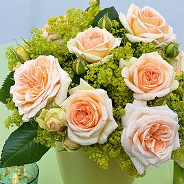 Rose Home Florist Timeless Cream (Hybrid Tea Rose)