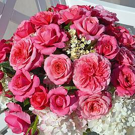 Rose Home Florist Timeless Pink (Hybrid Tea Rose)