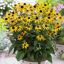 Rudbeckia fulgida Little Goldstar