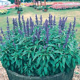 Salvia Farinacea Seeds - Victoria