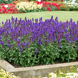 Salvia nemorosa Blue Marvel