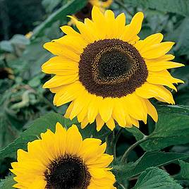 Sunflower Seeds - Tall Single